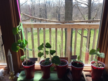 seedlings window